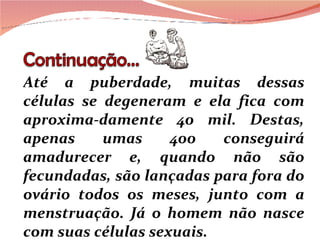 Até a puberdade, muitas dessas células se degeneram e ela fica com aproxima-damente 40 mil. Destas, apenas umas 400 conseguirá amadurecer e, quando não são fecundadas, são lançadas para fora do ovário todos os meses, junto com a menstruação. Já o homem não nasce com suas células sexuais. 