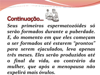 Seus primeiros espermatozóides só serão formados durante a puberdade. E, do momento em que eles começam a ser formados até estarem “prontos” para serem ejaculados, leva apenas três meses. Eles serão produzidos até o final da vida, ao contrário da mulher, que após a menopausa não expelirá mais óvulos. 