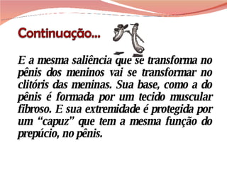 E a mesma saliência que se transforma no pênis dos meninos vai se transformar no clitóris das meninas. Sua base, como a do pênis é formada por um tecido muscular fibroso. E sua extremidade é protegida por um “capuz” que tem a mesma função do prepúcio, no pênis.  