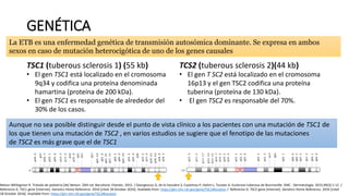 GENÉTICA
TSC1 (tuberous sclerosis 1) (55 kb) TCS2 (tuberous sclerosis 2)(44 kb)
• El gen TSC1 está localizado en el cromosoma
9q34 y codifica una proteína denominada
hamartina (proteína de 200 kDa).
• El gen TSC1 es responsable de alrededor del
30% de los casos.
• El gen T SC2 está localizado en el cromosoma
16p13 y el gen TSC2 codifica una proteína
tuberina (proteína de 130 kDa).
• El gen TSC2 es responsable del 70%.
Nelson WKliegman R. Tratado de pediatría [de] Nelson. 20th ed. Barcelona: Elsevier; 2015. / Georgescou G, de la Vaissière S, Castelnau P, Halimi J, Toutain A. Esclerosis tuberosa de Bourneville. EMC - Dermatología. 2015;49(3):1-12 /
Reference G. TSC1 gene [Internet]. Genetics Home Reference. 2016 [cited 18 October 2016]. Available from: https://ghr.nlm.nih.gov/gene/TSC1#location / Reference G. TSC2 gene [Internet]. Genetics Home Reference. 2016 [cited
18 October 2016]. Available from: https://ghr.nlm.nih.gov/gene/TSC2#location
Aunque no sea posible distinguir desde el punto de vista clínico a los pacientes con una mutación de TSC1 de
los que tienen una mutación de TSC2 , en varios estudios se sugiere que el fenotipo de las mutaciones
de TSC2 es más grave que el de TSC1
La ETB es una enfermedad genética de transmisión autosómica dominante. Se expresa en ambos
sexos en caso de mutación heterocigótica de uno de los genes causales
 