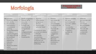Piel Tracto
gastrointestinal
Sistema musculo
esquelético
Pulmones Riñones Corazón
Microscopia:
• Esclerosis difusa
con atrofia.
• Inicialmente
edematosa y
consistencia
pastosa.
• Dedos fibrosados
se afilan y
aspecto de garra
con reducción de
la movilidad.
• Cara con
aspecto de
mascara.
• Ulceras
• Yemas de dedos
sufren
autoamputación.
• Atrofia progresiva
• Fibrosis de la
muscular
(esófago)
• Esófago con
apariencia de
manguera de
riego.
• Adelgazamiento
de la mucosa.
• Ulceras.
• Cicatrización.
• Sinovitis
inflamatoria
progresa a
fibrosis.
• Destrucción
articular (rara)
Comienza en zona
proximal con edema
e infiltrado
perivascular
mononuclear,
progresa a fibrosis
intersticial con
degeneración de
miofibrillas.
• Paredes
vasculares de
arterias
interlobulares
• Proliferación de
la intima
• Deposito de
material
mucinoso o
colágenoso
• 30%
hipertensión
• Necrosis
fibrinoide con
trombosis y
necrosis.
• Fibrosis variable
de vasos
pulmonares de
pequeño calibre.
• Fibrosis
intersticial y
alveolar difusa.
• Progresa a
paneles de
abeja.
• Infiltrado
perivascular con
fibrosis
intersticial.
• Miocardiopatía
restrictiva
• Afección del
sistema de
conducción
(arritmias.
IR responsable del 50% de
muertes en ES
 