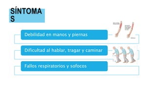 SÍNTOMA
S
Debilidad en manos y piernas
Dificultad al hablar, tragar y caminar
Fallos respiratorios y sofocos
 