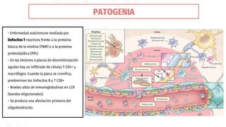- Enfermedad autoinmune mediada por
linfocitos T reactivos frente a la proteína
básica de la mielina (PBM) o a la proteína
proteolipídica (PPL)
- En las lesiones o placas de desmielinización
agudas hay un infiltrado de células T CD4+ y
macrófagos. Cuando la placa se cronifica,
predominan los linfocitos B y T CD8+
- Niveles altos de inmunoglobulinas en LCR
(bandas oligoclonales).
- Se produce una afectación primaria del
oligodendrocito.
PATOGENIA
 