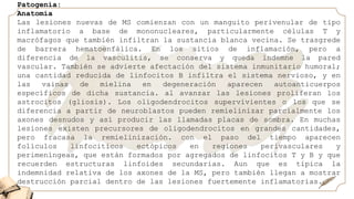 Patogenia:
Anatomía
Las lesiones nuevas de MS comienzan con un manguito perivenular de tipo
inflamatorio a base de mononucleares, particularmente células T y
macrófagos que también infiltran la sustancia blanca vecina. Se trasgrede
de barrera hematoenfálica. En los sitios de inflamación, pero a
diferencia de la vasculitis, se conserva y queda indemne la pared
vascular. También se advierte afectación del sistema inmunitario humoral;
una cantidad reducida de linfocitos B infiltra el sistema nervioso, y en
las vainas de mielina en degeneración aparecen autoanticuerpos
específicos de dicha sustancia. al avanzar las lesiones proliferan los
astrocitos (gliosis). Los oligodendrocitos supervivientes o los que se
diferencia a partir de neuroblastos pueden remielinizar parcialmente los
axones desnudos y así producir las llamadas placas de sombra. En muchas
lesiones existen precursores de oligodendrocitos en grandes cantidades,
pero fracasa la remielinización. con el paso del tiempo aparecen
folículos linfociticos ectópicos en regiones perivasculares y
perimeníngeas, que están formados por agregados de linfocitos T y B y que
recuerden estructuras linfoides secundarias. Aun que es típica la
indemnidad relativa de los axones de la MS, pero también llegan a mostrar
destrucción parcial dentro de las lesiones fuertemente inflamatorias.
 