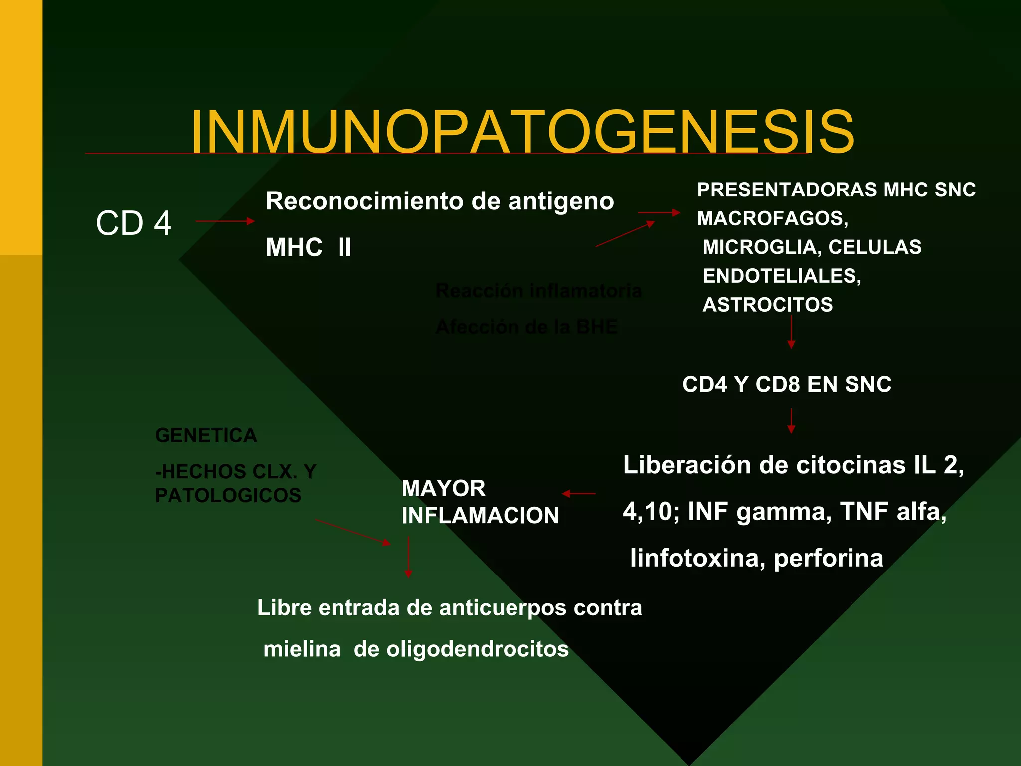 INMUNOPATOGENESIS CD 4 Reconocimiento de antigeno MHC  II PRESENTADORAS MHC SNC MACROFAGOS, MICROGLIA, CELULAS ENDOTELIALES, ASTROCITOS Reacción inflamatoria Afección de la BHE CD4 Y CD8 EN SNC Liberación de citocinas IL 2, 4,10; INF gamma, TNF alfa, linfotoxina, perforina MAYOR INFLAMACION Libre entrada de anticuerpos contra mielina  de oligodendrocitos GENETICA -HECHOS CLX. Y PATOLOGICOS 