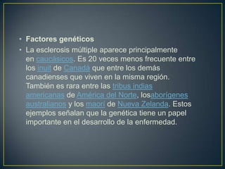 • Factores genéticos
• La esclerosis múltiple aparece principalmente
  en caucásicos. Es 20 veces menos frecuente entre
  los inuit de Canadá que entre los demás
  canadienses que viven en la misma región.
  También es rara entre las tribus indias
  americanas de América del Norte, losaborígenes
  australianos y los maorí de Nueva Zelanda. Estos
  ejemplos señalan que la genética tiene un papel
  importante en el desarrollo de la enfermedad.
 