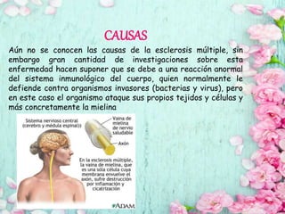 CAUSAS
Aún no se conocen las causas de la esclerosis múltiple, sin
embargo gran cantidad de investigaciones sobre esta
enfermedad hacen suponer que se debe a una reacción anormal
del sistema inmunológico del cuerpo, quien normalmente le
defiende contra organismos invasores (bacterias y virus), pero
en este caso el organismo ataque sus propios tejidos y células y
más concretamente la mielina
 