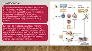 FISIOPATOLOGIA
Se cree que la esclerosis sistémica es causada
por eventos ambientales en un individuo
genéticamente susceptible que desencadenan
un proceso multifocal crónico y auto
amplificado caracterizado por alteraciones
vasculares, inflamación y autoinmunidad, y
fibrosis.
Los tipos de células implicados de manera
prominente en el proceso de la enfermedad
incluyen células endoteliales, plaquetas, células
estructurales (pericitos, células de músculo liso
vascular, fibroblastos y miofibroblastos) y células
inmunitarias (células T, células B, monocitos,
macrófagos y células dendríticas
 