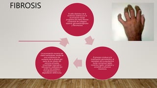 FIBROSIS
El sello distintivo de la
esclerosis sistémica es la
acumulación tisular
progresiva de matriz fibrosa
compuesta de colágeno,
elastina, glicosaminoglicano
y fibronectina.
El proceso conduce a la
cicatrización permanente y al
reemplazo de la arquitectura
tisular normal por tejido
conectivo rígido, compacto y
sometido a esfuerzos
mecánicos.
La acumulación excesiva de
matriz extracelular resulta de
una combinación de
aumento de la síntesis por
parte de las células del
estroma activadas;
ensamblaje mejorado y
reticulación catalizada por
prolil y lisil oxidasa y
transglutaminasa 2; y
degradación defectuosa.
 