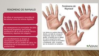 FENOMENO DE RAYNAUD
Se refiere al vasoespasmo reversible de
las arterias, como las arterias digitales.
los vasoespasmos se acompañan de daño
estructural progresivo, que incluye
proliferación de la íntima arterial, fibrosis
adventicia y depósito de colágeno.
Los vasodilatadores se dirigen al
vasoespasmo, especialmente los
bloqueadores de los canales de calcio, los
inhibidores de la fosfodiesterasa 5 y las
prostaciclinas.
 