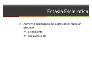 Ectasia Esclerótica
 Aumento prolongado de la presión intraocular

produce
 Estiramiento
 Adelgazamiento

 