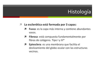 Histología
 La esclerótica está formada por 3 capas:
 Fusca: es la capa más interna y contiene abundantes

vasos.
 Fibrosa: está compuesta fundamentalmente por
fibras de colágeno. Tipo I y III*
 Epiesclera: es una membrana que facilita el
deslizamiento del globo ocular con las estructuras
vecinas.

 