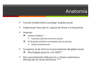 Anatomía


Función fundamental es proteger al globo ocular



Cubierta por fuera por la capsula de Tenon y la Conjuntiva



Posterior


Lamina Cribosa *
 Pequeñas salientes del nervio óptico



En la parte anterior se encastra con la cornea
 Limbo EscleroCorneal



Su espesor es de 1mm en la pare posterior del globo ocular




Mas Delgada posterior a los MEO**

Rica vascularización dada por las a. Ciliares anteriores y
drenaje por las venas vorticosas. ***

 