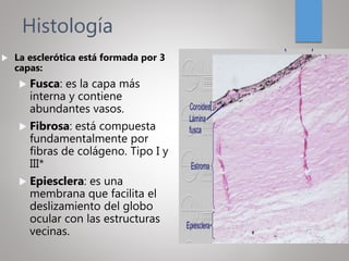 Histología
 La esclerótica está formada por 3
capas:
 Fusca: es la capa más
interna y contiene
abundantes vasos.
 Fibrosa: está compuesta
fundamentalmente por
fibras de colágeno. Tipo I y
III*
 Epiesclera: es una
membrana que facilita el
deslizamiento del globo
ocular con las estructuras
vecinas.
 