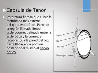 Cápsula de Tenon
 estructura fibrosa que cubre la
membrana más externa
del ojo o esclerótica. Parte de
la región llamada limbo
esclerocorneal, situada entre la
esclerótica y la cornea, y
recubre toda la pared del ojo,
hasta llegar en la porción
posterior del mismo al nervio
óptico
 