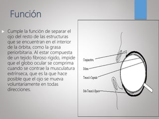 Función
 Cumple la función de separar el
ojo del resto de las estructuras
que se encuentran en el interior
de la órbita, como la grasa
periorbitaria. Al estar compuesta
de un tejido fibroso rígido, impide
que el globo ocular se comprima
cuando se contrae la musculatura
extrínseca, que es la que hace
posible que el ojo se mueva
voluntariamente en todas
direcciones.
 