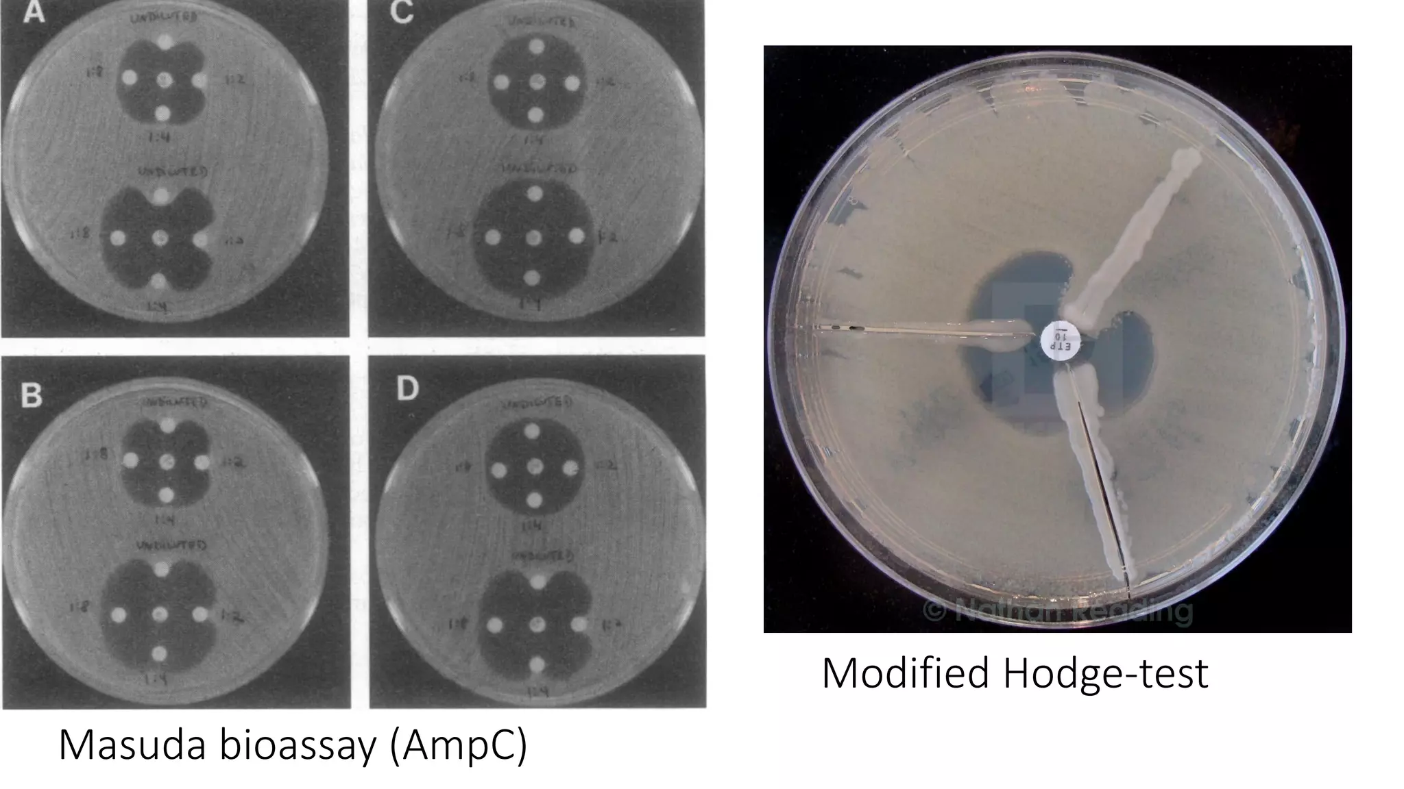 Masuda bioassay (AmpC)
Modified Hodge-test
 