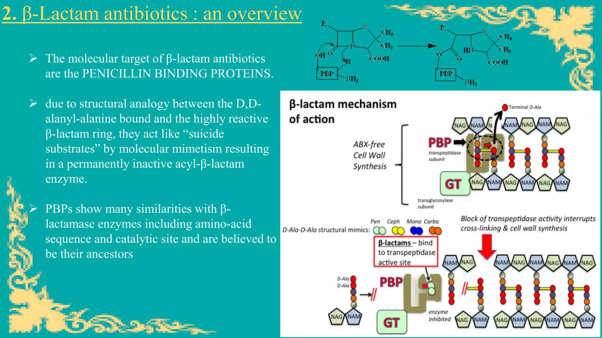 2. β-Lactam antibiotics : an overview
➢ The molecular target of β-lactam antibiotics
are the PENICILLIN BINDING PROTEINS.
➢ due to structural analogy between the D,D-
alanyl-alanine bound and the highly reactive
β-lactam ring, they act like “suicide
substrates” by molecular mimetism resulting
in a permanently inactive acyl-β-lactam
enzyme.
➢ PBPs show many similarities with β-
lactamase enzymes including amino-acid
sequence and catalytic site and are believed to
be their ancestors
 