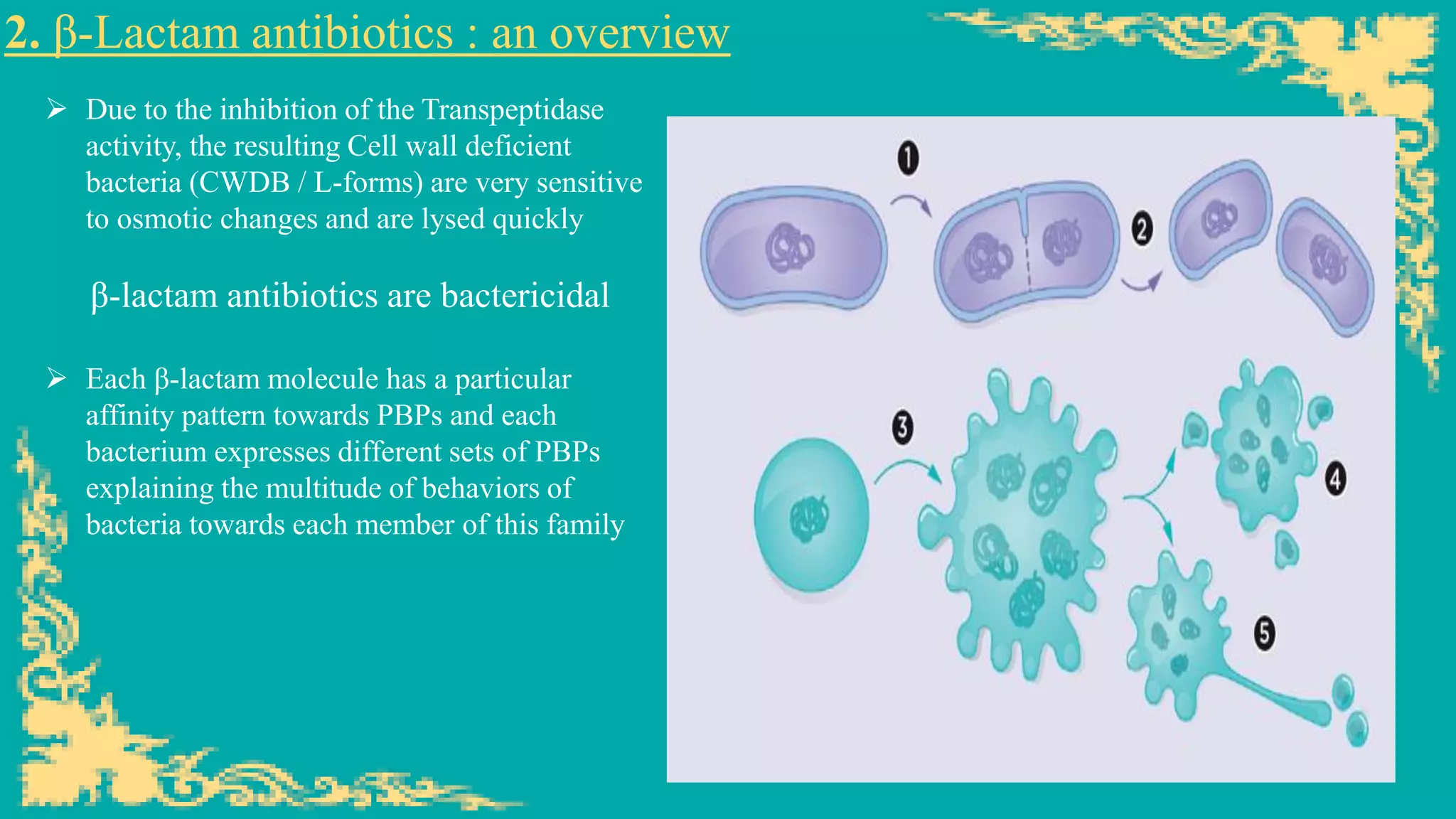 2. β-Lactam antibiotics : an overview
➢ Due to the inhibition of the Transpeptidase
activity, the resulting Cell wall deficient
bacteria (CWDB / L-forms) are very sensitive
to osmotic changes and are lysed quickly
β-lactam antibiotics are bactericidal
➢ Each β-lactam molecule has a particular
affinity pattern towards PBPs and each
bacterium expresses different sets of PBPs
explaining the multitude of behaviors of
bacteria towards each member of this family
 