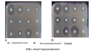 ESBL+ AmpC hyperproduction
 