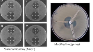 Masuda bioassay (AmpC)
Modified Hodge-test
 