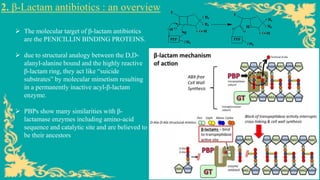 2. β-Lactam antibiotics : an overview
➢ The molecular target of β-lactam antibiotics
are the PENICILLIN BINDING PROTEINS.
➢ due to structural analogy between the D,D-
alanyl-alanine bound and the highly reactive
β-lactam ring, they act like “suicide
substrates” by molecular mimetism resulting
in a permanently inactive acyl-β-lactam
enzyme.
➢ PBPs show many similarities with β-
lactamase enzymes including amino-acid
sequence and catalytic site and are believed to
be their ancestors
 