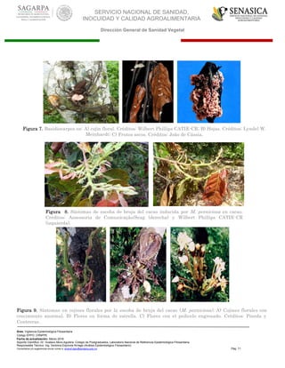 SERVICIO NACIONAL DE SANIDAD,
INOCUIDAD Y CALIDAD AGROALIMENTARIA
Dirección General de Sanidad Vegetal
Área: Vigilancia Epidemiológica Fitosanitaria
Código EPPO: CRNPPE
Fecha de actualización: Marzo 2016
Soporte Científico: Dr. Gustavo Mora Aguilera, Colegio de Postgraduados, Laboratorio Nacional de Referencia Epidemiológica Fitosanitaria
Responsable Técnico: Ing. Verónica Espínola Arriaga (Análisis Epidemiológico Fitosanitario)
Comentarios y/o sugerencias enviar correo a: sinavef.dgsv@senasica.gob.mx Pág. 11
Figura 7. Basidiocarpos en: A) cojín floral. Créditos: Wilbert Phillips CATIE-CR; B) Hojas. Créditos: Lyndel W.
Meinhardt; C) Frutos secos. Créditos: João de Cássia.
Figura 9. Síntomas en cojines florales por la escoba de bruja del cacao (M. perniciosa). A) Cojines florales con
crecimiento anormal. B) Flores en forma de estrella. C) Flores con el pedicelo engrosado. Créditos: Pineda y
Contreras.
A B C
Figura 8. Síntomas de escoba de bruja del cacao inducida por M. perniciosa en cacao.
Créditos: Assessoria de Comunicação/Seag (derecha) y Wilbert Phillips CATIE-CR
(izquierda).
 