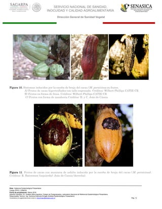 SERVICIO NACIONAL DE SANIDAD,
INOCUIDAD Y CALIDAD AGROALIMENTARIA
Dirección General de Sanidad Vegetal
Área: Vigilancia Epidemiológica Fitosanitaria
Código EPPO: CRNPPE
Fecha de actualización: Marzo 2016
Soporte Científico: Dr. Gustavo Mora Aguilera, Colegio de Postgraduados, Laboratorio Nacional de Referencia Epidemiológica Fitosanitaria
Responsable Técnico: Ing. Verónica Espínola Arriaga (Análisis Epidemiológico Fitosanitario)
Comentarios y/o sugerencias enviar correo a: sinavef.dgsv@senasica.gob.mx Pág. 12
Figura 10. Síntomas inducidos por la escoba de bruja del cacao (M. perniciosa en frutos.
A) Frutos de cacao hipertrofiados con tallo engrosado. Créditos: Wilbert Phillips CATIE-CR
B) Frutos en forma de fresa. Créditos: Wilbert Phillips CATIE-CR
C) Frutos con forma de zanahoria Créditos: B. y C. Joáo de Cássia
Figura 11. Frutos de cacao con manzana de asfalto inducida por la escoba de bruja del cacao (M. perniciosa).
Créditos: R. Batenman (izquierda); Joáo de Cassia (derecha).
 