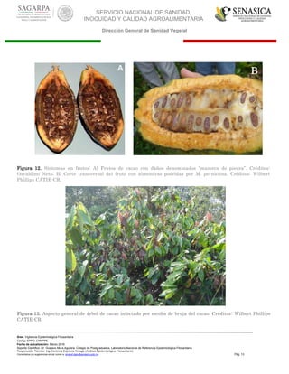 SERVICIO NACIONAL DE SANIDAD,
INOCUIDAD Y CALIDAD AGROALIMENTARIA
Dirección General de Sanidad Vegetal
Área: Vigilancia Epidemiológica Fitosanitaria
Código EPPO: CRNPPE
Fecha de actualización: Marzo 2016
Soporte Científico: Dr. Gustavo Mora Aguilera, Colegio de Postgraduados, Laboratorio Nacional de Referencia Epidemiológica Fitosanitaria
Responsable Técnico: Ing. Verónica Espínola Arriaga (Análisis Epidemiológico Fitosanitario)
Comentarios y/o sugerencias enviar correo a: sinavef.dgsv@senasica.gob.mx Pág. 13
Figura 12. Síntomas en frutos: A) Frutos de cacao con daños denominados “mazorca de piedra”. Créditos:
Osvaldino Neto; B) Corte transversal del fruto con almendras podridas por M. perniciosa. Créditos: Wilbert
Phillips CATIE-CR.
Figura 13. Aspecto general de árbol de cacao infectado por escoba de bruja del cacao. Créditos: Wilbert Phillips
CATIE-CR.
B
 