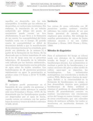 SERVICIO NACIONAL DE SANIDAD,
INOCUIDAD Y CALIDAD AGROALIMENTARIA
Dirección General de Sanidad Vegetal
Área: Vigilancia Epidemiológica Fitosanitaria
Código EPPO: CRNPPE
Fecha de actualización: Marzo 2016
Soporte Científico: Dr. Gustavo Mora Aguilera, Colegio de Postgraduados, Laboratorio Nacional de Referencia Epidemiológica Fitosanitaria
Responsable Técnico: Ing. Verónica Espínola Arriaga (Análisis Epidemiológico Fitosanitario)
Comentarios y/o sugerencias enviar correo a: sinavef.dgsv@senasica.gob.mx Pág. 15
aquellos en desarrollo, son los más
susceptibles. A medida que los rebrotes se
desarrollan, se vuelven más resistentes. Sin
embargo, la inoculación de un rebrote
endurecido por debajo del punto de
crecimiento puede causar un leve
abultamiento, lo que lleva a la formación
de un cancro. La susceptibilidad del fruto
también varía con el tiempo. El período
exacto de susceptibilidad es difícil de
determinar debido a que la manifestación
de los síntomas (necrosis) es retardada, pero
puede ser alrededor de la semana 12, a
partir de la formación de los frutos. Se ha
observado que en frutos inmaduros de más
de 6 cm de largo rara vez se presentan
infecciones. El desarrollo de la infección
está influido por los factores ambientales,
uno de los más importantes son las películas
de agua sobre los tejidos sensibles. Las
basiodiosporas de M. perniciosa germinan
rápidamente en agua; la germinación se
produce entre 3-4 horas a 22-24 °C (CABI,
2016).
Dispersión
El patógeno puede permanecer en el
hipocótilo de una semilla sin germinar y
seguirá siendo viable mientras la semilla
esté viva (Cronshaw y Evans, 1978). Se ha
demostrado que las basiodiosporas pueden
ser dispersadas por el agua de lluvia,
cuando entran en contacto con las partes
bajas de ramas y troncos de árboles enfermos
(CABI, 2016).
Incidencia
Las vainas de cacao infectadas con M.
perniciosa pueden contener semillas
enfermas, las cuales además de ser una
fuente potencial de inóculo, pueden
emplearse para siembra. Sin embargo las
semillas provenientes de vainas de frutos
enfermos mueren o no son viables
(Cronshaw y Evans, 1978; Frison y Feliu,
1989).
Métodos de diagnóstico
Para el aislamiento del hongo se colecta
tejido con síntomas de la enfermedad
(escoba de bruja) y con presencia de
basidiocarpos jóvenes. Los aislamientos se
realizan a partir de los basidiocarpos y se
cortan secciones del píleo y sobre medio de
cultivo agua-agar se depositan las
basiodiosporas. Los aislamientos
monospóricos son transferidos a medio de
cultivo PDA, Malta-agar o harina de maíz-
Agar. Debido a la estacionalidad en la
formación de basidiocarpos en campo, se
han desarrollado técnicas para producir
basidiocarpos de forma artificial y
eliminar el problema de disponibilidad de
inóculo. El procedimiento consiste en
realizar inoculaciones con crecimiento
activo del hongo en ramas tiernas y sanas
de cacao esterilizadas, que son colocadas
dentro de matraces sellados, los cuales se
mantienen en incubación durante 10
meses.
 