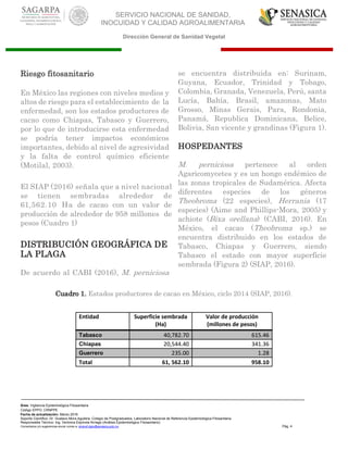 SERVICIO NACIONAL DE SANIDAD,
INOCUIDAD Y CALIDAD AGROALIMENTARIA
Dirección General de Sanidad Vegetal
Área: Vigilancia Epidemiológica Fitosanitaria
Código EPPO: CRNPPE
Fecha de actualización: Marzo 2016
Soporte Científico: Dr. Gustavo Mora Aguilera, Colegio de Postgraduados, Laboratorio Nacional de Referencia Epidemiológica Fitosanitaria
Responsable Técnico: Ing. Verónica Espínola Arriaga (Análisis Epidemiológico Fitosanitario)
Comentarios y/o sugerencias enviar correo a: sinavef.dgsv@senasica.gob.mx Pág. 4
Riesgo fitosanitario
En México las regiones con niveles medios y
altos de riesgo para el establecimiento de la
enfermedad, son los estados productores de
cacao como Chiapas, Tabasco y Guerrero,
por lo que de introducirse esta enfermedad
se podría tener impactos económicos
importantes, debido al nivel de agresividad
y la falta de control químico eficiente
(Motilal, 2003).
El SIAP (2016) señala que a nivel nacional
se tienen sembradas alrededor de
61,562.10 Ha de cacao con un valor de
producción de alrededor de 958 millones de
pesos (Cuadro 1)
DISTRIBUCIÓN GEOGRÁFICA DE
LA PLAGA
De acuerdo al CABI (2016), M. perniciosa
se encuentra distribuida en: Surinam,
Guyana, Ecuador, Trinidad y Tobago,
Colombia, Granada, Venezuela, Perú, santa
Lucía, Bahía, Brasil, amazonas, Mato
Grosso, Minas Gerais, Para, Rondonia,
Panamá, Republica Dominicana, Belice,
Bolivia, San vicente y grandinas (Figura 1).
HOSPEDANTES
M. perniciosa pertenece al orden
Agaricomycetes y es un hongo endémico de
las zonas tropicales de Sudamérica. Afecta
diferentes especies de los géneros
Theobroma (22 especies), Herrania (17
especies) (Aime and Phillips-Mora, 2005) y
achiote (Bixa orellana) (CABI, 2016). En
México, el cacao (Theobroma sp.) se
encuentra distribuido en los estados de
Tabasco, Chiapas y Guerrero, siendo
Tabasco el estado con mayor superficie
sembrada (Figura 2) (SIAP, 2016).
Cuadro 1. Estados productores de cacao en México, ciclo 2014 (SIAP, 2016).
Entidad Superficie sembrada
(Ha)
Valor de producción
(millones de pesos)
Tabasco 40,782.70 615.46
Chiapas 20,544.40 341.36
Guerrero 235.00 1.28
Total 61, 562.10 958.10
 
