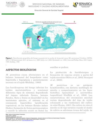SERVICIO NACIONAL DE SANIDAD,
INOCUIDAD Y CALIDAD AGROALIMENTARIA
Dirección General de Sanidad Vegetal
Área: Vigilancia Epidemiológica Fitosanitaria
Código EPPO: CRNPPE
Fecha de actualización: Marzo 2016
Soporte Científico: Dr. Gustavo Mora Aguilera, Colegio de Postgraduados, Laboratorio Nacional de Referencia Epidemiológica Fitosanitaria
Responsable Técnico: Ing. Verónica Espínola Arriaga (Análisis Epidemiológico Fitosanitario)
Comentarios y/o sugerencias enviar correo a: sinavef.dgsv@senasica.gob.mx Pág. 5
Figura 1. Distribución geográfica del hongo causante de la escoba de bruja del cacao (M. perniciosa) Créditos: EPPO,
2014; CAB International, 2015; de Souza et al., 2009; Kelly et al., 2008; Meinhardt et al., 2008; Aime and Phillips-Mora, 2005; Espino,
1989; Holliday, 1980
.
ASPECTOS BIOLÓGICOS
M. perniciosa causa alteraciones en el
balance hormonal del hospedante como
hipertrofia e hiperplasia y posteriormente
necrosis en el tejido (Holliday, 1980).
Las basidiosporas del hongo infectan los
tejidos meristemáticos y ocasionan
diferentes tipos de síntomas dependiendo
del órgano infectado (brotes, botones
florales, flores y frutos en desarrollo); en los
meristemos apicales, el síntoma es el
crecimiento hipertrófico (proliferación
vegetativa), en los botones florales induce
filodia y formación de frutos partenocarpicos
y cuando la infección ocurre en frutos las
semillas se pudren.
La producción de basidiocarpos y
formación de esporas ocurre a partir del
tejido necrótico (Silva et al., 2002; Scarpari
et al., 2005).
M. perniciosa es un patógeno
hemibiotrófico, con distinta morfología de
micelio y comportamiento en las fases
biotrófica (parasítica) y necrotrófica
(saprofítica) (Griffith et al., 1994). Las
características del crecimiento micelial
varían dependiendo del tipo de tejido
colonizado y las condiciones del cultivo
in vitro (Evans, 1981). En cultivo in vitro el
micelio es de tipo toruloso cuando al medio
de cultivo se adicionan trozos del tejido de
 