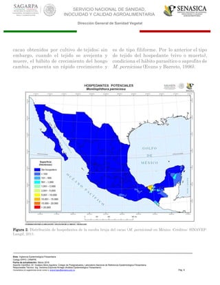 SERVICIO NACIONAL DE SANIDAD,
INOCUIDAD Y CALIDAD AGROALIMENTARIA
Dirección General de Sanidad Vegetal
Área: Vigilancia Epidemiológica Fitosanitaria
Código EPPO: CRNPPE
Fecha de actualización: Marzo 2016
Soporte Científico: Dr. Gustavo Mora Aguilera, Colegio de Postgraduados, Laboratorio Nacional de Referencia Epidemiológica Fitosanitaria
Responsable Técnico: Ing. Verónica Espínola Arriaga (Análisis Epidemiológico Fitosanitario)
Comentarios y/o sugerencias enviar correo a: sinavef.dgsv@senasica.gob.mx Pág. 6
cacao obtenidos por cultivo de tejidos; sin
embargo, cuando el tejido se avejenta y
muere, el hábito de crecimiento del hongo
cambia, presenta un rápido crecimiento y
es de tipo filiforme. Por lo anterior el tipo
de tejido del hospedante (vivo o muerto),
condiciona el hábito parasítico o saprofito de
M. perniciosa (Evans y Barreto, 1996).
Figura 2. Distribución de hospedantes de la escoba bruja del cacao (M. perniciosa) en México. Créditos: SINAVEF-
Langif, 2011.
 