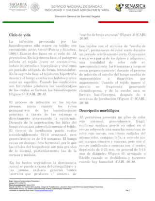 SERVICIO NACIONAL DE SANIDAD,
INOCUIDAD Y CALIDAD AGROALIMENTARIA
Dirección General de Sanidad Vegetal
Área: Vigilancia Epidemiológica Fitosanitaria
Código EPPO: CRNPPE
Fecha de actualización: Marzo 2016
Soporte Científico: Dr. Gustavo Mora Aguilera, Colegio de Postgraduados, Laboratorio Nacional de Referencia Epidemiológica Fitosanitaria
Responsable Técnico: Ing. Verónica Espínola Arriaga (Análisis Epidemiológico Fitosanitario)
Comentarios y/o sugerencias enviar correo a: sinavef.dgsv@senasica.gob.mx Pág. 7
Ciclo de vida
La infección provocada por las
basiodiosporas sólo ocurre en tejidos con
crecimiento activo (vivo) (Porras y Sánchez,
1991). Existen dos fases en el ciclo de M.
perniciosa. En la primera fase, el patógeno
infecta al tejido joven en crecimiento,
induce hipertrofia e hiperplasia y vive como
un parásito obligado de forma intracelular.
En la segunda fase, el tejido con hipertrofia
muere y el hongo cambia sus hábitos y crece
como un saprófito. Cuando las condiciones
son favorables producen los basidiocarpos
de los cuales se forman las basiodiosporas
(Figura 3) (CABI, 2016).
El proceso de infección en los tejidos
jóvenes, inicia cuando los tubos
germinativos de las basiodiosporas
penetran a través de las estomas o
directamente atravesando la epidermis.
Después de la penetración, las hifas del
hongo colonizan intercelularmente el tejido.
El tiempo de incubación puede variar
considerablemente (3-14 semanas), pero
generalmente es de 5-6 semanas. El hongo
causa un desequilibrio hormonal, por lo que
las células del hospedante son más grandes
de lo normal, particularmente las de la
corteza y médula.
En los brotes vegetativos la dominancia
apical se pierde a causa del desequilibrio y
las yemas axilares generan brotes
laterales que producen el síntoma de
“escoba de bruja en cacao” (Figura 4) (CABI,
2016).
Los tejidos con el síntoma de “escoba de
bruja”, permanecen de color verde durante
un período relativamente corto. Comienzan
a secarse a partir de los ápices y adquieren
una tonalidad de color café en
aproximadamente 5 ó 6 semanas y luego se
secan progresivamente; durante el proceso
de infección el micelio del hongo cambia de
monocariótico a dicariótico por
anastomosis. Cuando el tejido muere el
micelio se fragmenta generando
clamidosporas, y de la escoba seca se
forman basidiocarpos, después de 4
semanas de incubación (Figura 5) (CABI,
2016).
Descripción morfológica
M. perniciosa presenta un píleo de color
rojo carmesí, generalmente frágil,
conforme madura pierde su color; en el
centro sobresale una mancha conspicua de
color rojo oscuro, con líneas radiales del
mismo color, campanulada, a menudo con
un margen cóncavo y convexo, pero con el
centro umbilicado o convexo con el centro
deprimido de 2-25 mm, en general de 5-15
mm de diámetro (Figura 6); arrugado o
flácido cuando se deshidrata y turgente
cuando hay humedad (CABI, 2016).
 