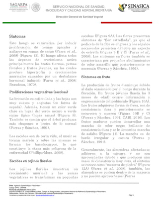 SERVICIO NACIONAL DE SANIDAD,
INOCUIDAD Y CALIDAD AGROALIMENTARIA
Dirección General de Sanidad Vegetal
Área: Vigilancia Epidemiológica Fitosanitaria
Código EPPO: CRNPPE
Fecha de actualización: Marzo 2016
Soporte Científico: Dr. Gustavo Mora Aguilera, Colegio de Postgraduados, Laboratorio Nacional de Referencia Epidemiológica Fitosanitaria
Responsable Técnico: Ing. Verónica Espínola Arriaga (Análisis Epidemiológico Fitosanitario)
Comentarios y/o sugerencias enviar correo a: sinavef.dgsv@senasica.gob.mx Pág. 9
Síntomas
Este hongo se caracteriza por inducir
proliferación de yemas apicales y
axilares en ramas de cacao (Parra et al.,
2008) (Figura 13). El hongo afecta todos
los órganos de crecimiento activo
principalmente los brotes tiernos, yemas
florales y frutos jóvenes, en los cuales
produce hipertrofia y crecimientos
anormales causados por un desbalance
hormonal inducido (Parra et al., 2008;
Braudeau, 1970).
Proliferaciones vegetativas (escobas)
La brotación es estimulada y las hojas son
muy suaves y angostas (en forma de
espada). Además, tienen un color verde
claro en lugar del verde oscuro o verde
rojizo típico (hojas sanas) (Figura 8).
También es común que el árbol produzca
más chupones o brotes de lo normal
(Porras y Sánchez, 1991).
Las escobas son de corta vida, al morir se
tornan marrón y sobre las mismas se
forman los basidiocarpos, lo que
constituye la etapa más peligrosa de la
enfermedad (Phillips-Mora, 2008).
Escobas en cojines florales
Los cojines florales muestran un
crecimiento anormal y las yemas
vegetativas se transforman en pequeñas
escobas (Figura 9A). Las flores presentan
síntomas de “flor estrellada”, ya que el
pedicelo de la flor se engrosa y los sépalos
necrosados persisten dándole un aspecto
de estrella (Figura 9 B y C) (Parra et al.,
2008). Los síntomas en flores también se
caracterizan por pequeños abultamientos
de color amarillo que posteriormente se
necrosan (Porras y Sánchez, 1991).
Síntomas en fruto
La producción de frutos disminuye debido
al daño ocasionado por el hongo durante la
floración. En frutos jóvenes (hasta los 3
meses de edad) ocurre deformación y
engrosamiento del pedúnculo (Figura 10A).
Los frutos adquieren forma de fresa, son de
consistencia dura y posteriormente se
oscurecen y mueren (Figura 10B y C)
(Porras y Sánchez, 1991; CABI, 2016). Los
frutos maduros pueden desarrollar una
mancha de color negro brillante de
consistencia dura y se le denomina mancha
de asfalto (Figura 11). La mancha es de
borde irregular y oscura (Porras y
Sánchez, 1991).
Generalmente, las almendras afectadas se
adhieren a la cáscara y no son
aprovechadas debido a que producen una
masa de consistencia muy dura, el síntoma
se conoce como “mazorca de piedra” (Figura
12A) (Parra et al., 2008); también, las
almendras se pudren dentro de la mazorca
y no pueden aprovecharse (Porras
 