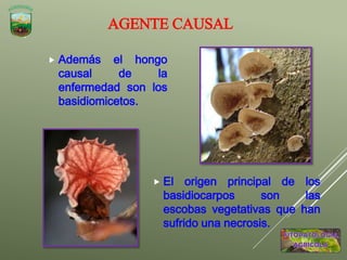  El origen principal de los
basidiocarpos son las
escobas vegetativas que han
sufrido una necrosis.
 Además el hongo
causal de la
enfermedad son los
basidiomicetos.
AGENTE CAUSAL
 