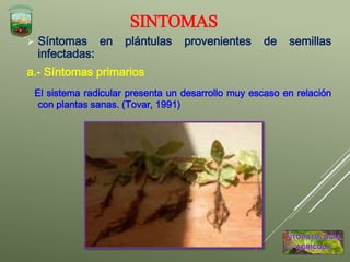 SINTOMAS
 Síntomas en plántulas provenientes de semillas
infectadas:
a.- Síntomas primarios
El sistema radicular presenta un desarrollo muy escaso en relación
con plantas sanas. (Tovar, 1991)
 