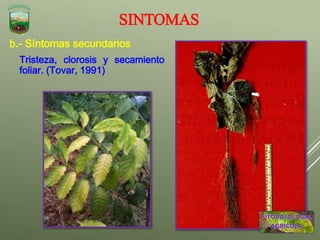 SINTOMAS
b.- Síntomas secundarios
Tristeza, clorosis y secamiento
foliar. (Tovar, 1991)
 