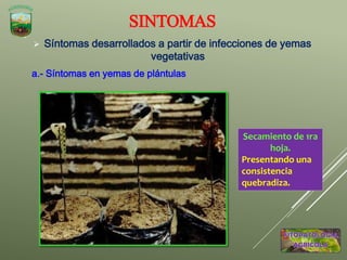  Síntomas desarrollados a partir de infecciones de yemas
vegetativas
a.- Síntomas en yemas de plántulas
SINTOMAS
Secamiento de 1ra
hoja.
Presentando una
consistencia
quebradiza.
 