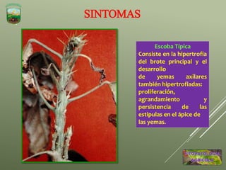SINTOMAS
Escoba Típica
Consiste en la hipertrofia
del brote principal y el
desarrollo
de yemas axilares
también hipertrofiadas:
proliferación,
agrandamiento y
persistencia de las
estipulas en el ápice de
las yemas.
 