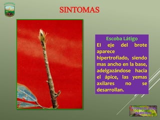 SINTOMAS
Escoba Látigo
EI eje del brote
aparece
hipertrofiado, siendo
mas ancho en la base,
adelgazándose hacia
el ápice, las yemas
axilares no se
desarrollan.
 
