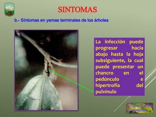b.- Síntomas en yemas terminales de los árboles
SINTOMAS
La infección puede
progresar hacia
abajo hasta la hoja
subsiguiente, la cual
puede presentar un
chancro en el
pedúnculo e
hipertrofia del
pulvínulo
 