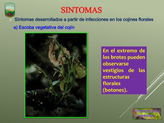  Síntomas desarrollados a partir de infecciones en los cojines florales
a) Escoba vegetativa del cojín
SINTOMAS
En el extremo de
los brotes pueden
observarse
vestigios de las
estructuras
florales
(botones).
 