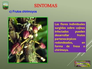 c) Frutos chirimoyos
Las flores individuales
surgidas sobre cojines
infectados pueden
desarrollar frutos
partenocárpicos
redondeados, en
forma de fresa o
chirimoya.
SINTOMAS
 