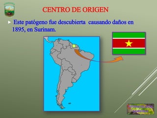 CENTRO DE ORIGEN
 Este patógeno fue descubierta causando daños en
1895, en Surinam.
 