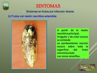  Síntomas en frutos por infección directa
b) Frutos con lesión necrótica extendida:
SINTOMAS
A partir de la lesión
necrótica principal,
irregular y de color oscuro
se extiende
un pardeamiento marrón
oscuro sobre toda la
superficie del fruto
entremezclado
can zonas amarillas.
 