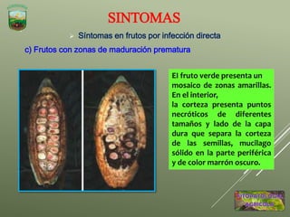  Síntomas en frutos por infección directa
c) Frutos con zonas de maduración prematura
SINTOMAS
EI fruto verde presenta un
mosaico de zonas amarillas.
En el interior,
la corteza presenta puntos
necróticos de diferentes
tamaños y lado de la capa
dura que separa la corteza
de las semillas, mucilago
sólido en la parte periférica
y de color marrón oscuro.
 