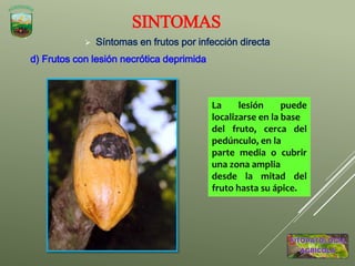  Síntomas en frutos por infección directa
d) Frutos con lesión necrótica deprimida
SINTOMAS
La lesión puede
localizarse en la base
del fruto, cerca del
pedúnculo, en la
parte media o cubrir
una zona amplia
desde la mitad del
fruto hasta su ápice.
 