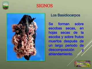 SIGNOS
Se forman sobre
escobas secas, en
hojas secas de la
escoba y sobre frutos
muertos después de
un largo periodo de
descomposición y
ablandamiento.
Los Basidiocarpos
 