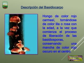 Hongo de color rojo
carmesí, tornándose
de color lila o rosa con
la edad, a la vez que
comienza el proceso
de liberación de las
basidiosporas,
conservando una
mancha de color rojo
oscuro en el centro.
Descripción del Basidiocarpo
 